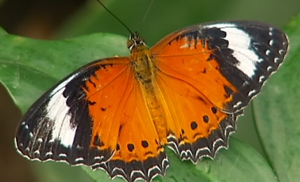 Insect extinction screenshot